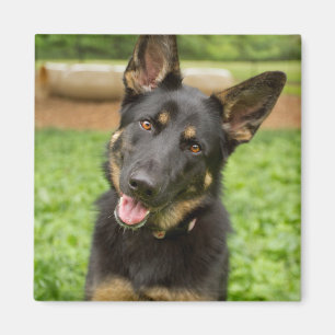 Aimant Portrait d'un berger allemand