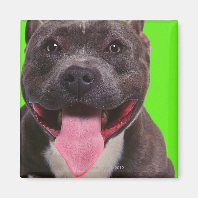 Aimant portrait d'un bulldog (Devant)