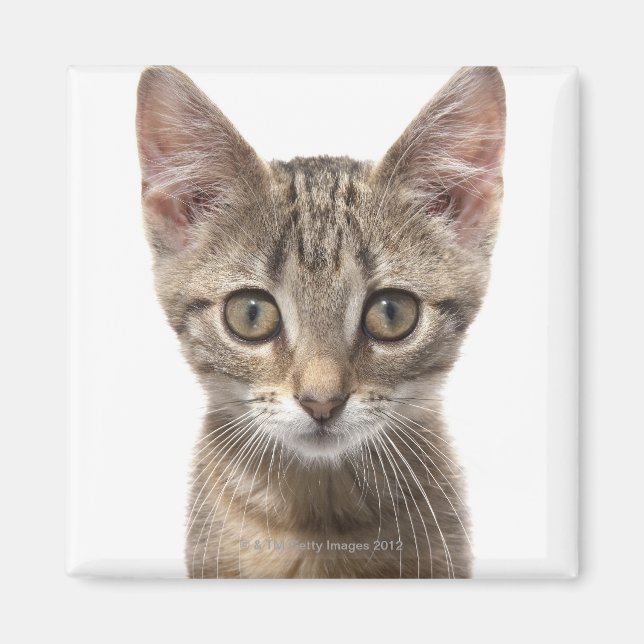 Aimant Portrait d'un chaton (Devant)