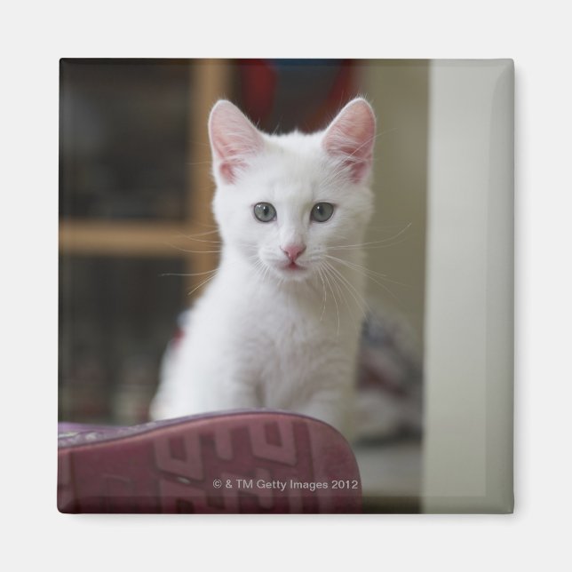 Aimant Portrait d'un chaton blanc, Suède. (Devant)