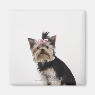 Aimant Portrait d'un chien de Yorkshire Terrier
