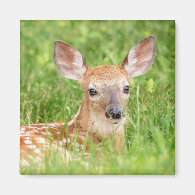 Aimant Portrait d'un faon (cerf de Virginie) (Devant)