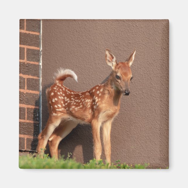 Aimant Portrait d'un faon (cerf de Virginie) (Devant)