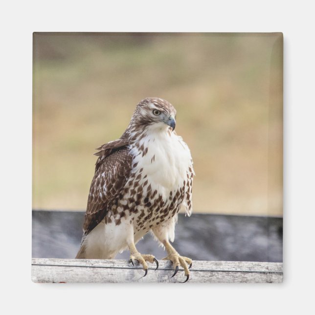 Aimant Portrait d'un Hawk à queue rouge immature (Devant)