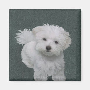 Aimant Portrait d'un petit chien blanc