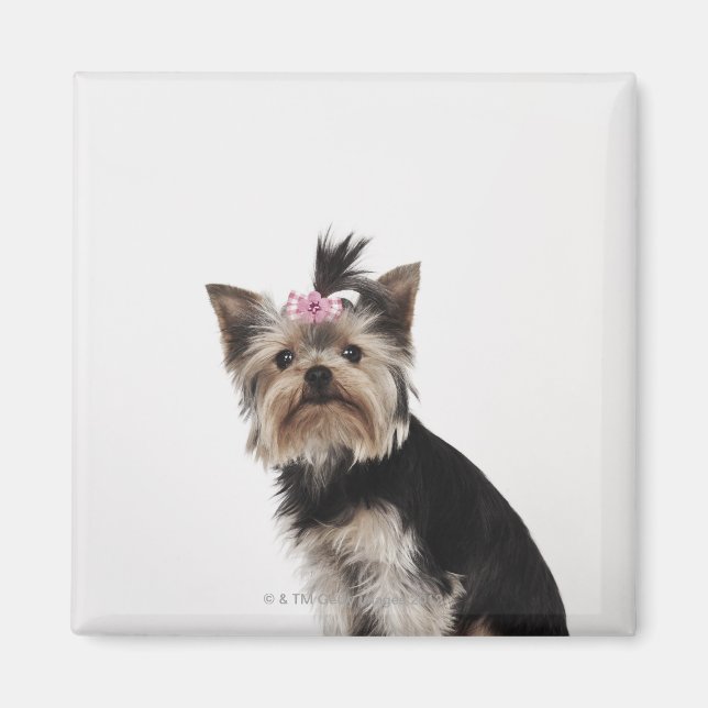 Aimant Portrait d'un Yorkshire Terrier dog (Devant)