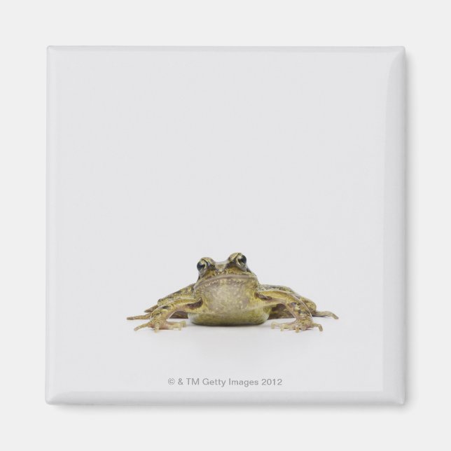 Aimant Portrait d'une grenouille dans un studio blanc (Devant)