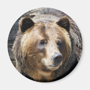 Aimant Portrait grizzli