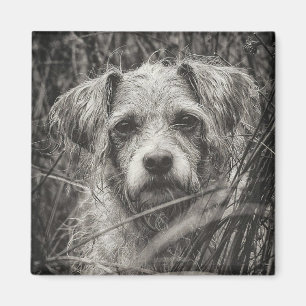 Aimant Portrait noir et blanc mignon et chiot photo