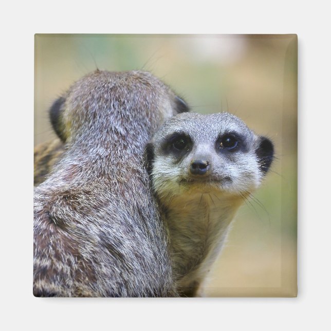 Aimant Portrait of meerkats or suricates   (Devant)