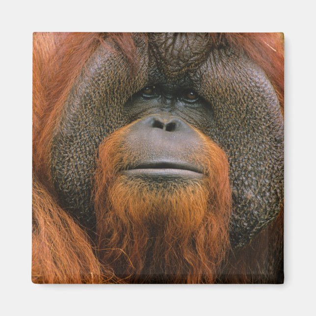 Aimant Portrait of Orang-utang Male, Georgia, USA (Devant)