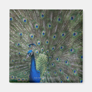 Aimant portrait, plumes, colorées, paon, dehors,