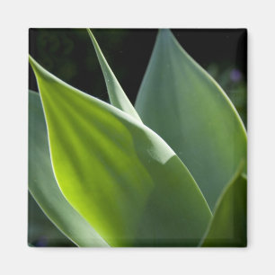 Aimant Portugal, île de Madère, Funchal. Botanique