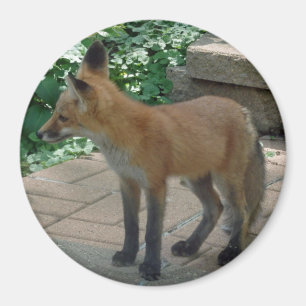 Aimant Position de Fox rouge