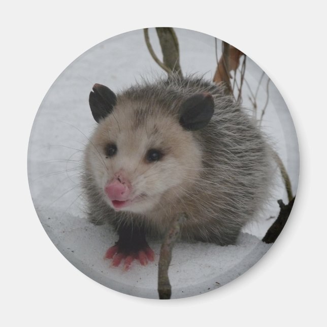 Aimant Possum à neige (Devant)