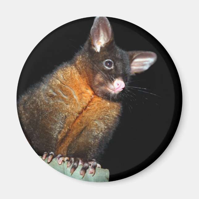 Aimant Possum la nuit (Devant)