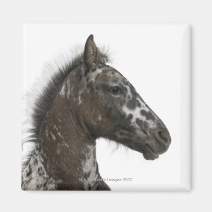 Aimant poulain de croisement entre un Appaloosa et un a