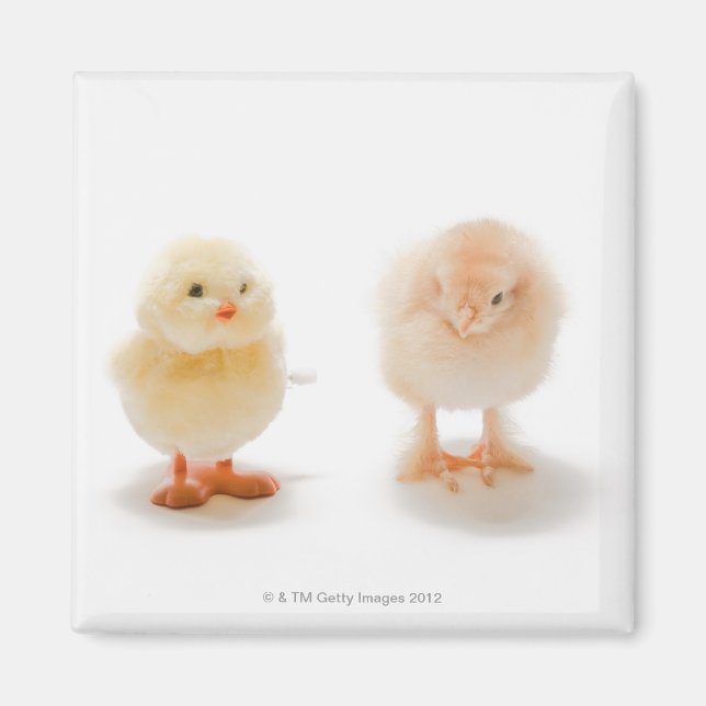 Aimant Poule de bébé et fausse poule mécanique (Devant)
