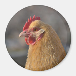 Aimant Poule de pays