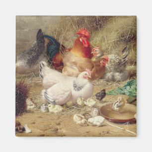 Aimant Poules roosting avec leurs poulets