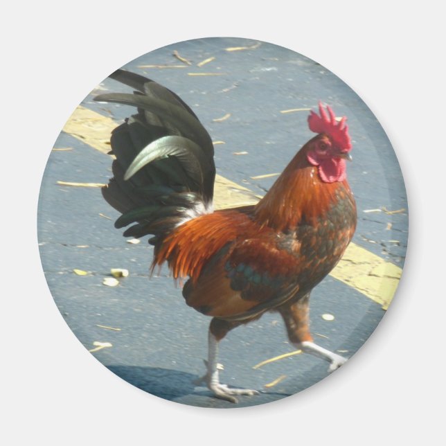 Aimant Poulet occidental clé (Devant)