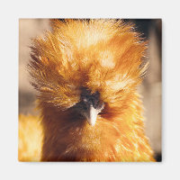 Poulet rouge à soie