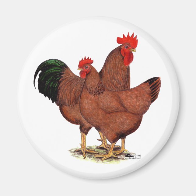 Aimant Poulets rouges de production (Devant)