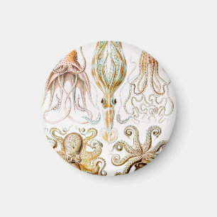 Aimant Poulpe Calmar, Gamochonia par Ernst Haeckel