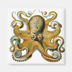 Aimant poulpe ernst haeckel