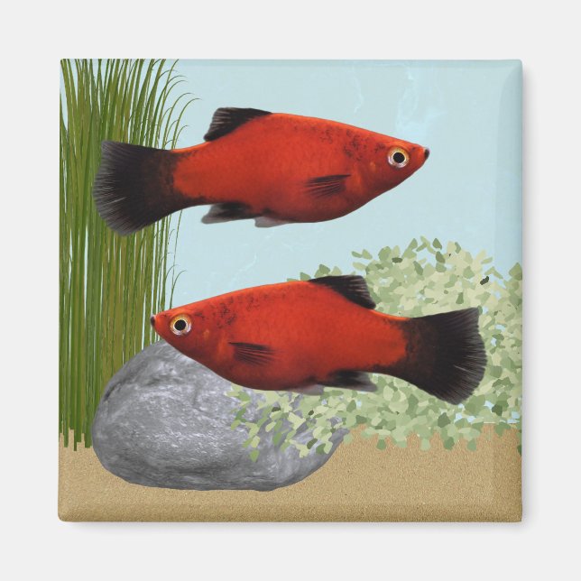 Aimant pour Aquarium Tropical Poisson Platies Roug (Devant)