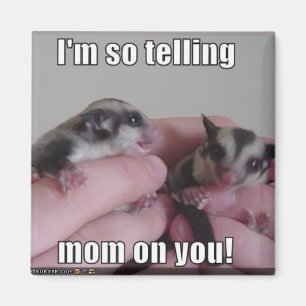 aimant pour planeur à sucre