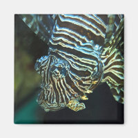 Aimant pour poissons-lions