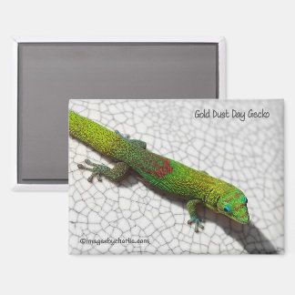 Aimant pour réfrigérateur Gecko diurne à poussière