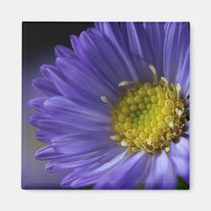 aimant pourpre de fleur
