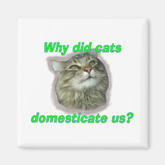 Aimant Pourquoi les chats nous ont-ils domestiqués ?