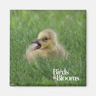 Aimant Poussin canadien d'oie