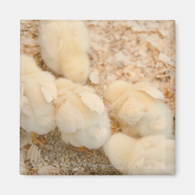 Aimant poussins (Devant)