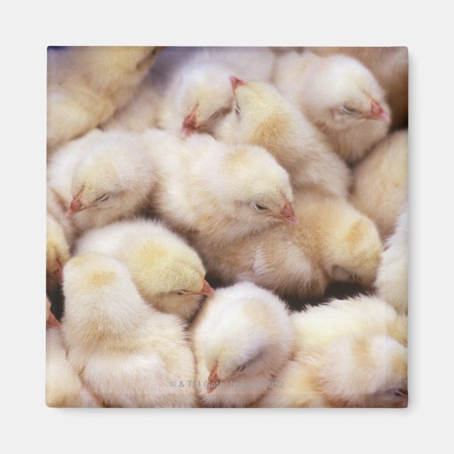 Aimant poussins, pouliches (Devant)