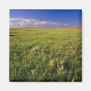 Aimant Prairie à graminées courtes dans le nord-est él