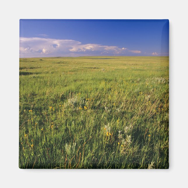 Aimant Prairie à herbe courte dans le nord-est éloigné (Devant)