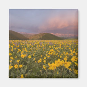 Aimant Prairie de fleurs sauvages spectaculaire au lever