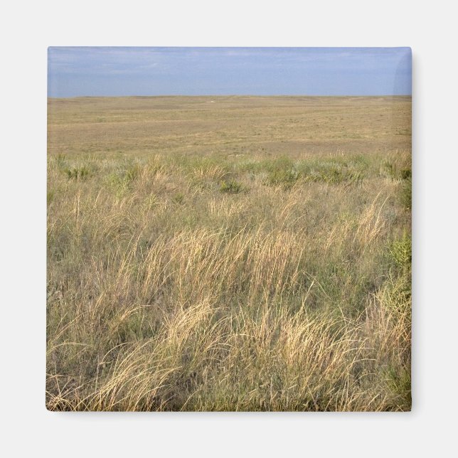Aimant Prairie de prairie à l'est de Sidney, Nebraska. (Devant)