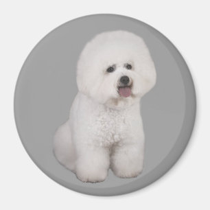 Aimant précieux de Bichon Frise