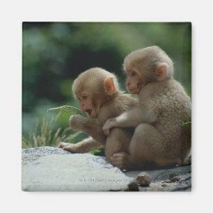 Aimant Préfecture de Nagano, Japon