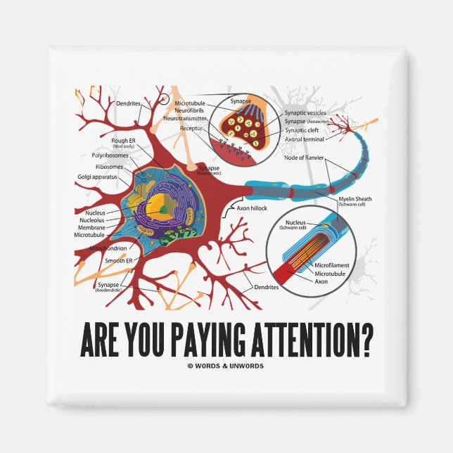 Aimant Prends-Tu Attention ? (Humour Synapse du neurone) (Devant)