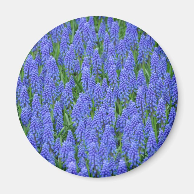 Aimant Pretty blue muscari flowers (Devant)
