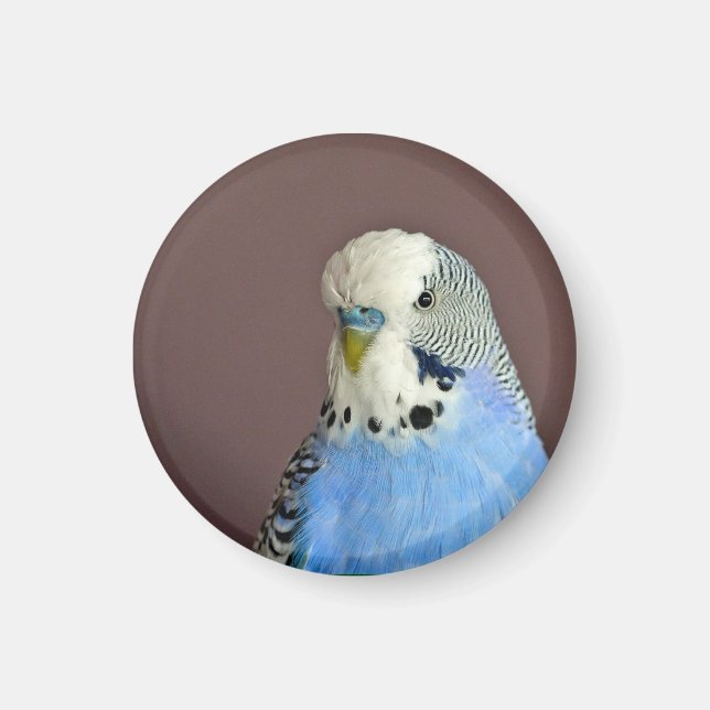 Aimant Pretty Blue Parakeet Photo (Devant)