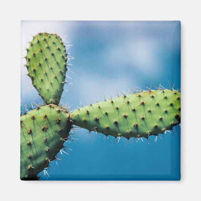 Aimant Prickley Cactus (Devant)