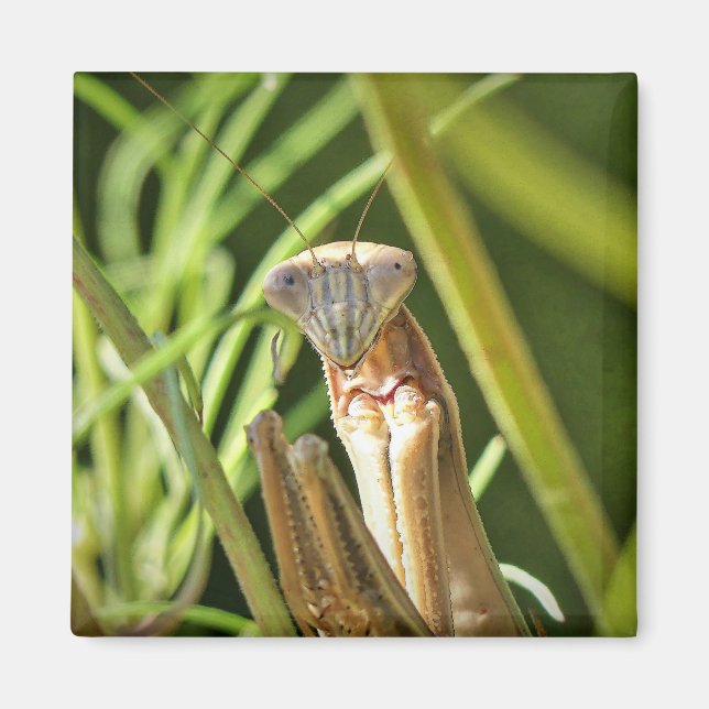 Aimant Prier Mantis (Devant)