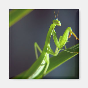Aimant Prier Mantis